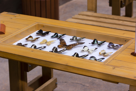 Showcase in a table with butterflies exposed.の写真素材