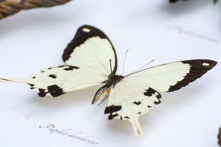 Illustration of butterflies under glass.の写真素材