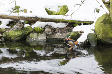Aix Galericulata - duck of mandarin male and female at lake in winter.の写真素材