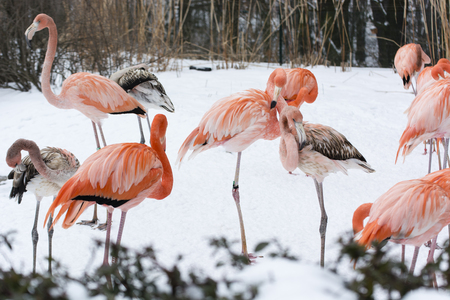 A few flamingos in the winter.の写真素材