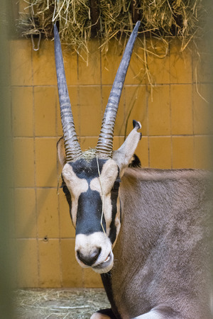 Antelope with horns in captivity.の写真素材