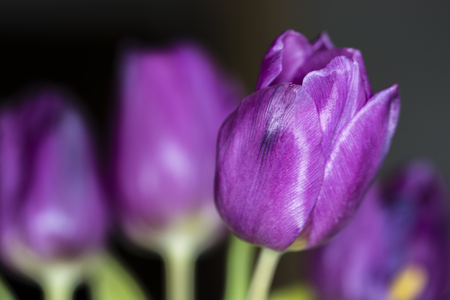 Purple tulip with blurred background.の写真素材