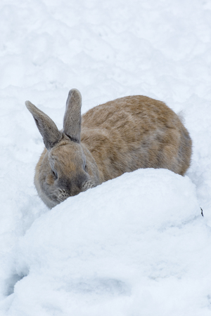 Creamy-colored rabbit on white snow.の写真素材