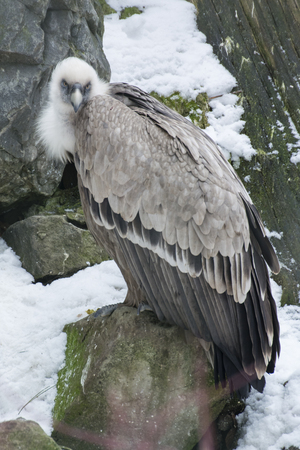 Vulture sits on the stone.の写真素材