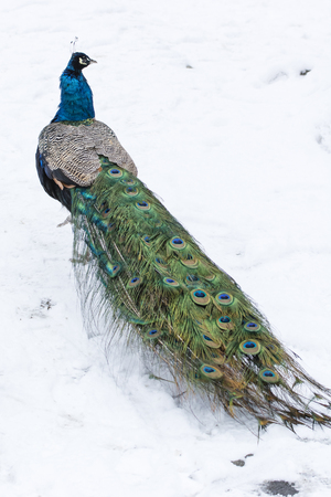 A male peacock walking in the snow.の写真素材