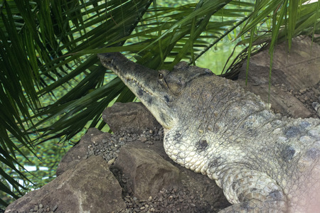 Crocodile resting in the interior.
