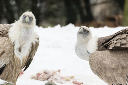 Gyps fulvus two birds at a carcass in the snow.の写真素材