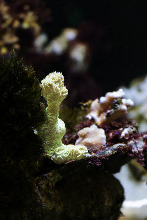 Coral below sea level.の写真素材