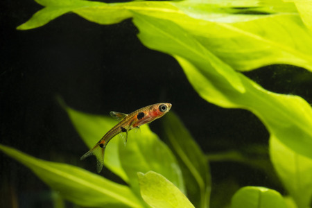 Boraras maculatus - Small nano fish.の写真素材