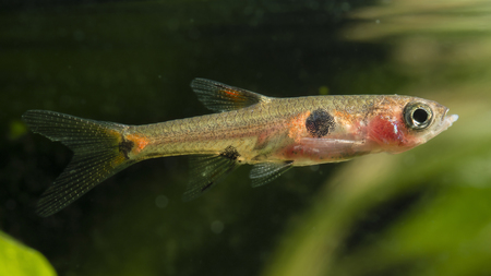 Boraras maculatus - Small nano fish.の写真素材