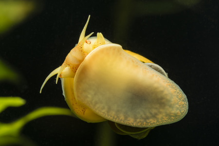 Ampullaria australis - bladder, yellow snail climbing the glass.の写真素材