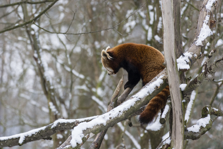Panda red walking on the branch.の写真素材