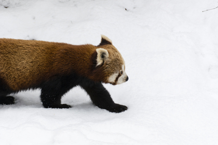Panda red walking in the snow.