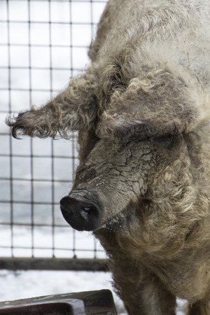 Home pig with winter coat outside with snow.の写真素材