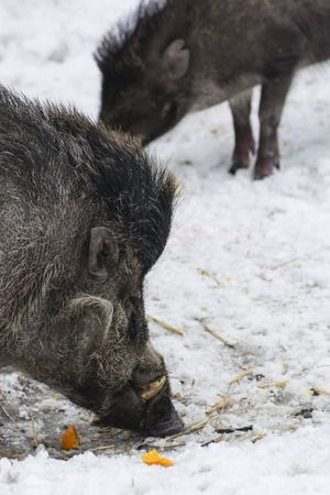 Pig adult black on snow.の写真素材