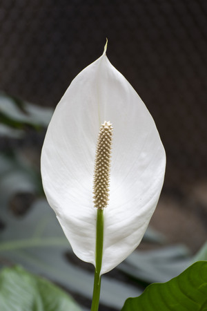 White flower with a large yellow pistil.の写真素材