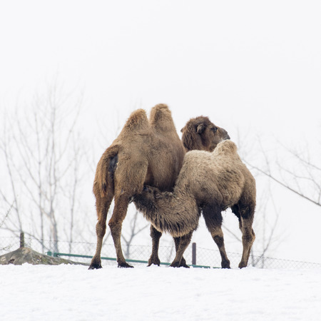 Camel two-necked feeding young.