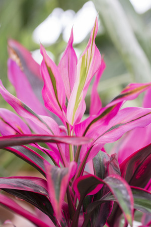 Room plant with purple light leaves.の写真素材