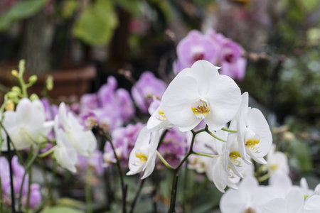 White orchid flowers.の写真素材