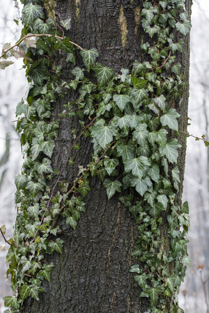 Green ivy growing and climbing on the trunk.の写真素材