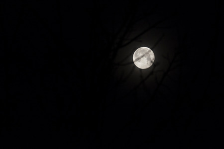 A moon in the moon behind the branches of the tree.の写真素材