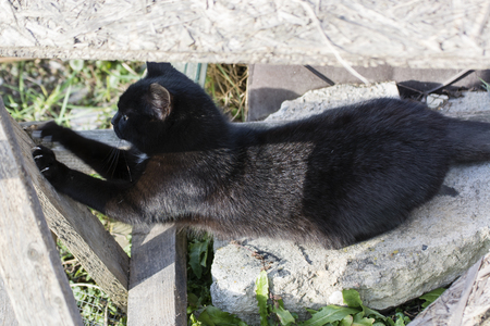 Black cat on white background.の写真素材
