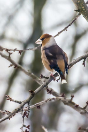 Hawfinch sitting on a branch of cherry trees in winter.の写真素材