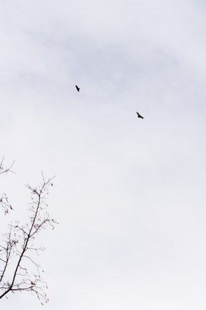 Cane flying at altitude.