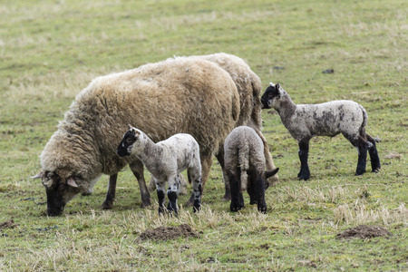 Sheep and lambs in the pasture.の写真素材