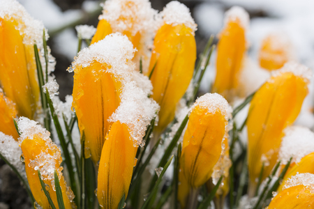Snowy orange crocus in nature.