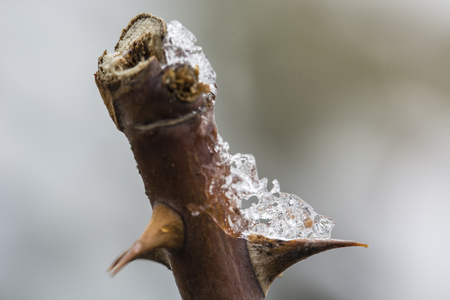 Snowy rose stem with thorns.の写真素材