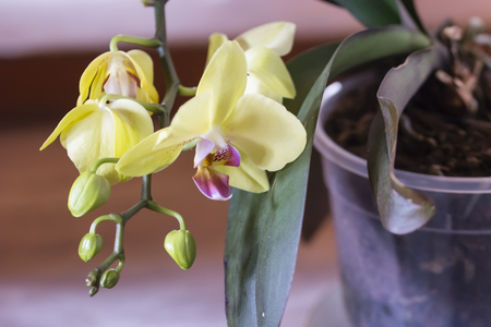 Yellow orchid flowers with flower pots.の写真素材