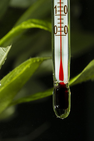 Glass thermometer in aquarium.