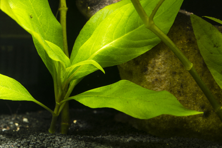 Green leaves of the plant under water.の写真素材
