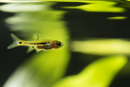 Boraras brigittae - Nano fish below the bottom of the water.の写真素材