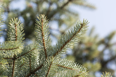 Silver spruce in detail on branch with needle.