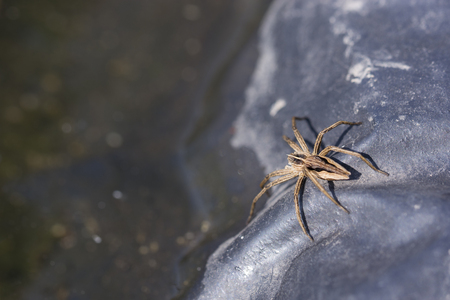 Spider on black foil in detail.の写真素材