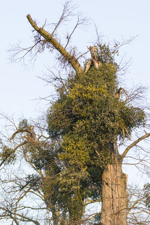 Green mistletoe on branch of a tree.の写真素材