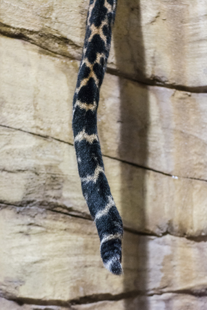 Panthera pardus kotiya - Sri Lanka Leopard - view of the animal's tail.の写真素材