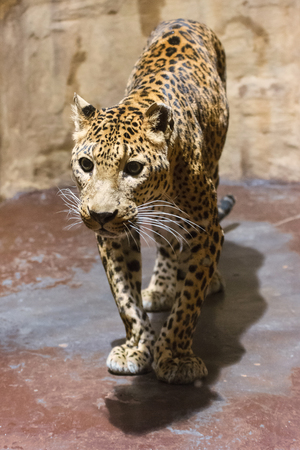 Sri Lanka Leopard - standing on a concrete floor in captivity.の写真素材