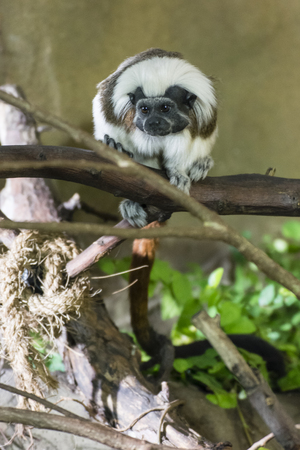 Saguinus oedipus - Tamarin pinches watching.の写真素材