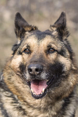 Close-up of an old dog's head.の写真素材