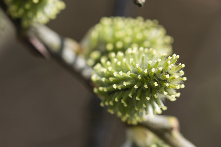 Flower of willow willows in spring.