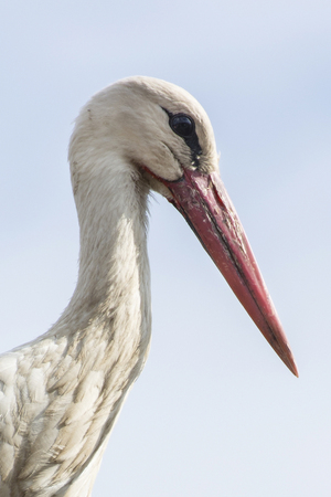White stork head close.の写真素材