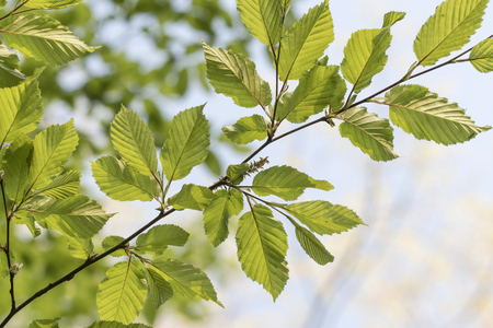 Fresh green leaves of beech.の写真素材