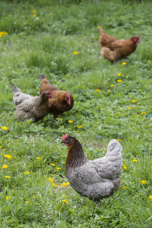 Gray and brown home fowl outdoors.の写真素材