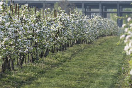 Treated apple trees in the set.の写真素材