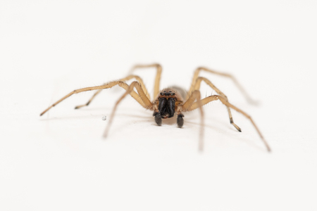 Spider on a white wall.