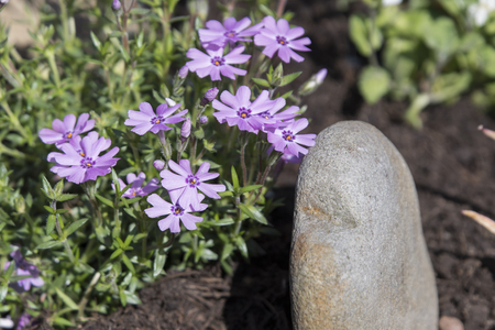 Purple flowers of rocky rocks.の写真素材
