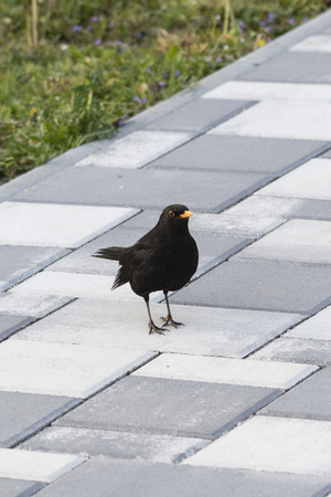 A male goat on the sidewalk.の写真素材